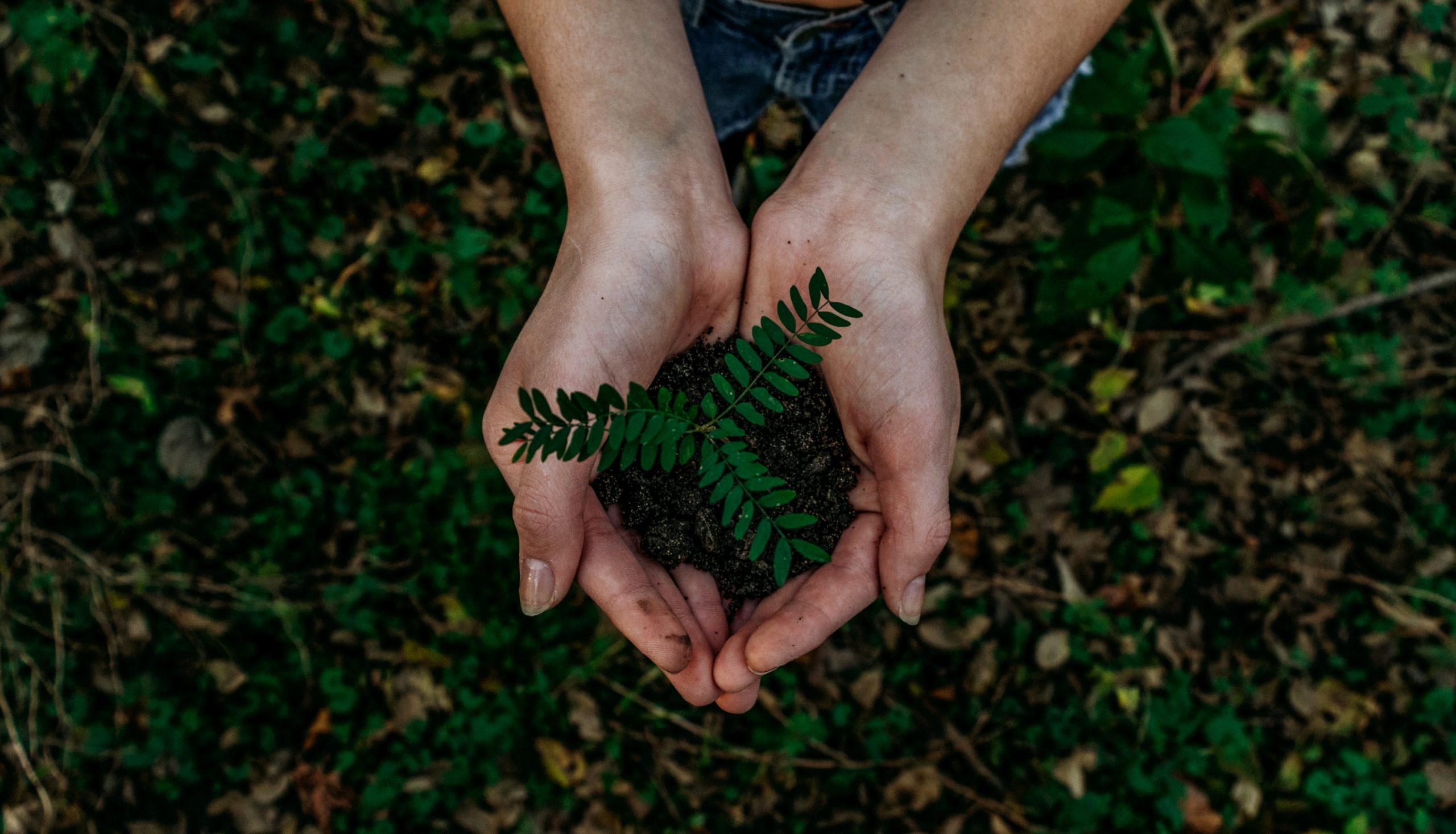 encoredays-planting