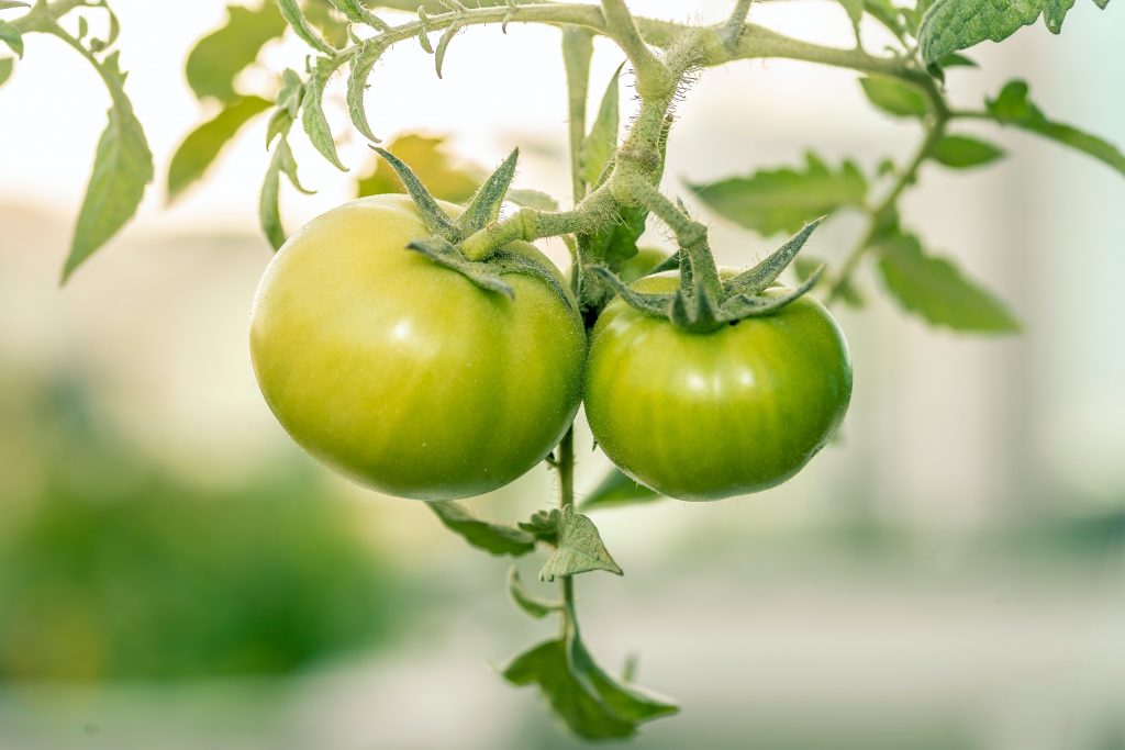 encore apps-green-tomato