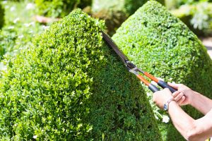 encoredays-pruning